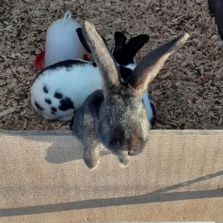 1 Apartment Ochsenhausen